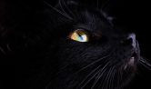  Black cat